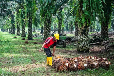 棕榈油持续攀升 “底气”从何而来？