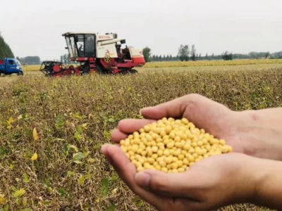 美豆大幅上涨 未来还会继续上涨吗？