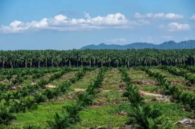 马来棕榈树老化单产下降，未来供应面临问题
